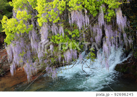 一貫野の藤 92696245