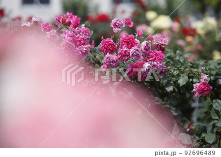 荒尾市　おもやい市民花壇　バラの花、 92696489