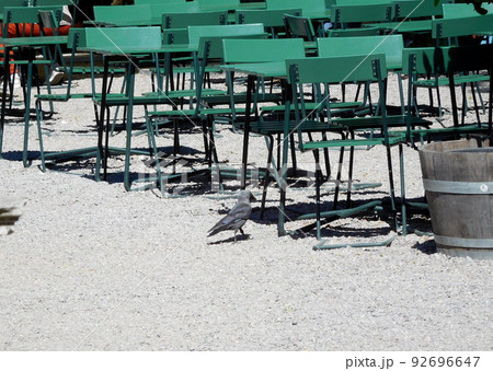 スウェーデン ドロットニングホルム宮殿 ニシコクマルガラス スウェーデン ドロットニングホルム宮殿 ニシコクマルガラス 92696647