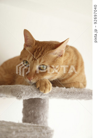 ねこちゃんの日常風景(すっかり大きくなりました) ねこちゃんの日常風景(すっかり大きくなりました) 92697040