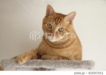 ねこちゃんの日常風景（すっかり大きくなりました） 92697041