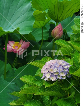 あじさいと蓮の花 あじさいと蓮の花 92697120