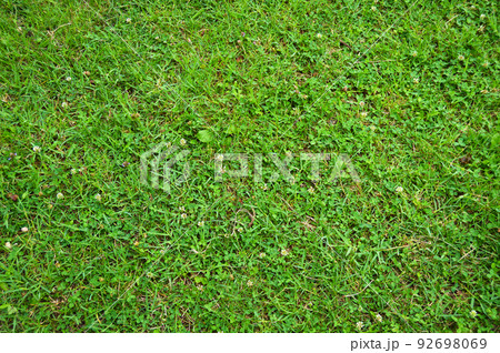 Green grass nature background, natural texture of plant in close-up Green grass nature background, natural texture of plant in close-up 92698069