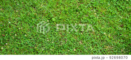 Green grass nature background, natural texture of plant in close-up 92698070
