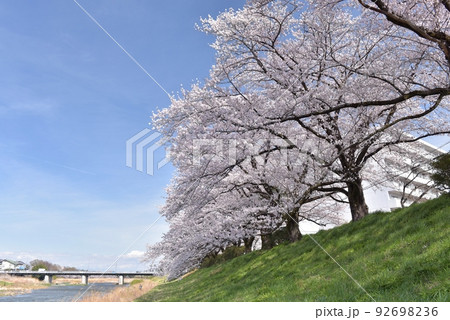 春霞がかかる、うららかな春の午後、入間リバーサイド桜並木の桜が満開となる 春霞がかかる、うららかな春の午後、入間リバーサイド桜並木の桜が満開となる 92698236