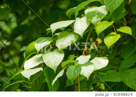 またたびの白い葉 92698629
