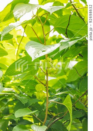 マタタビの実 92698632