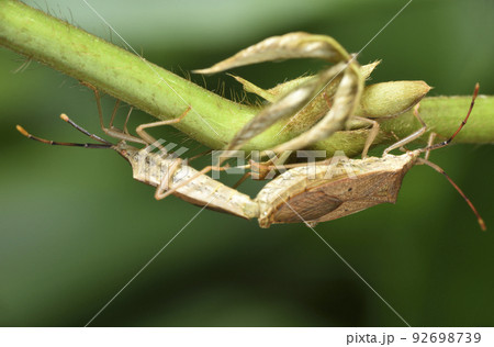 バグ 昆虫 苦悩 92698739