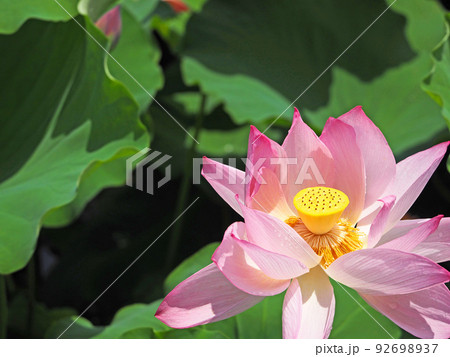 池に咲く大輪のグラデーションが美しいハスの花 池に咲く大輪のグラデーションが美しいハスの花 92698937