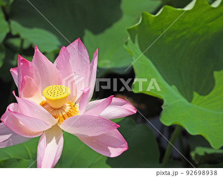 池に咲く大輪のグラデーションが美しいハスの花 池に咲く大輪のグラデーションが美しいハスの花 92698938