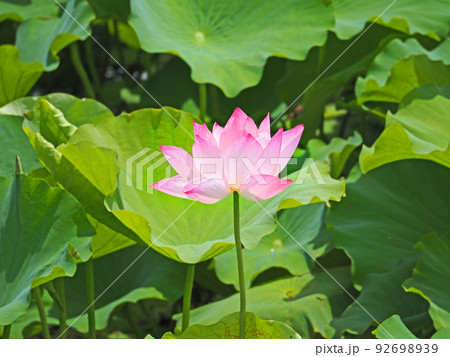池に咲く大輪のグラデーションが美しいハスの花 池に咲く大輪のグラデーションが美しいハスの花 92698939