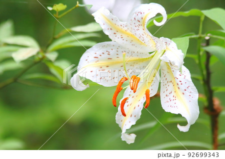 華やかなヤマユリ(山百合) 92699343