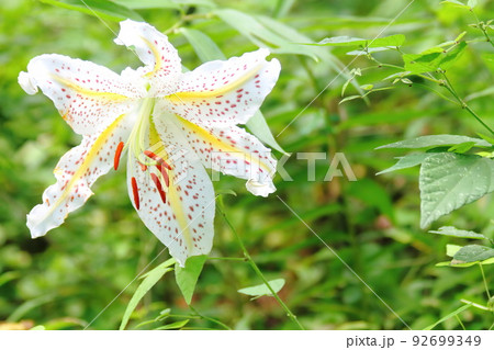 華やかなヤマユリ(山百合) 92699349