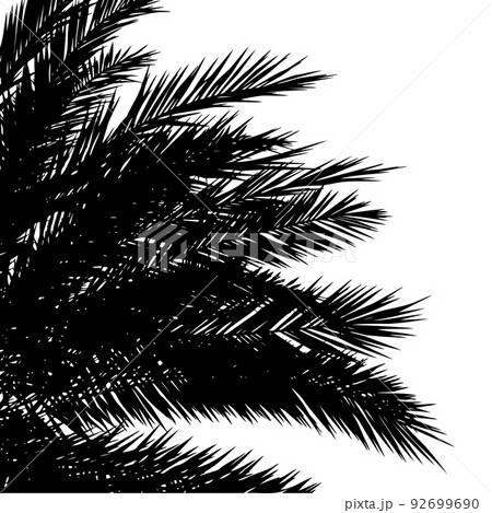Palm tops silhouettes Palm tops silhouettes 92699690