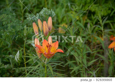 オレンジ色のユリの花　エゾスカシユリ 92699860