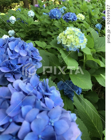 青と白の紫陽花 青と白の紫陽花 92699927