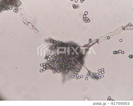 ロックフォールチーズから分離した青かび 92700003