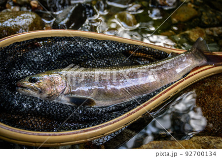 渓流釣りの岩魚-群馬県南牧村 渓流釣りの岩魚-群馬県南牧村 92700134
