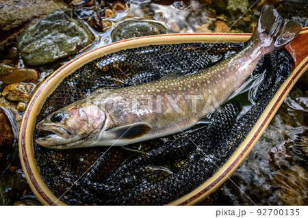 渓流釣りの岩魚-群馬県南牧村 92700135