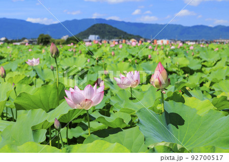 藤原宮跡 満開のハス 藤原宮跡 満開のハス 92700517