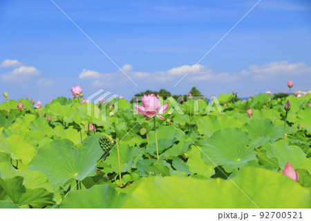 藤原宮跡　満開のハス 92700521