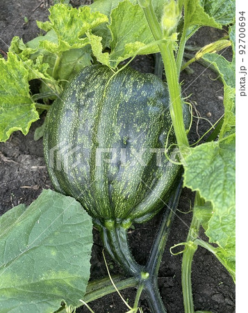 Green Pumpkin vegetable growing plant the garden. Green Pumpkin vegetable growing plant the garden. 92700694