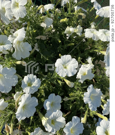 Beautiful petunia flower. Pink petunia flower with open buds. Petunia is a bright summer bloom. Postcard, template. 92700736