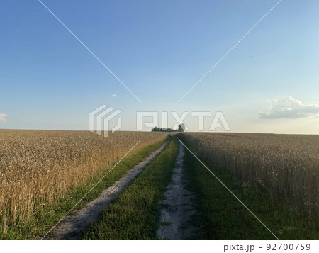 Panoramic view of the golden wheat field in summer. Wheat field on a sunny day. A path in a wheat field. Panoramic view of the golden wheat field in summer. Wheat field on a sunny day. A path in a wheat field. 92700759