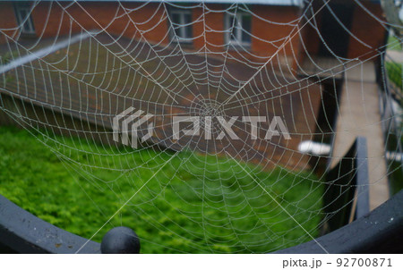 Morning dew on a spider web shows beautifully built web structure. 92700871
