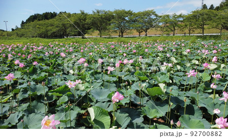ハスの花の群生地 ハスの花の群生地 92700882