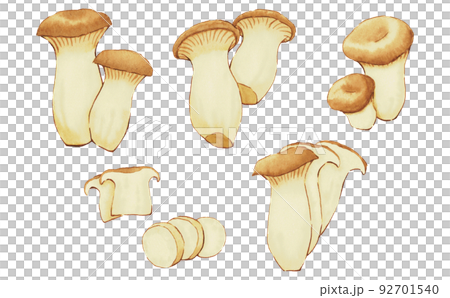 King oyster mushroom watercolor 92701540