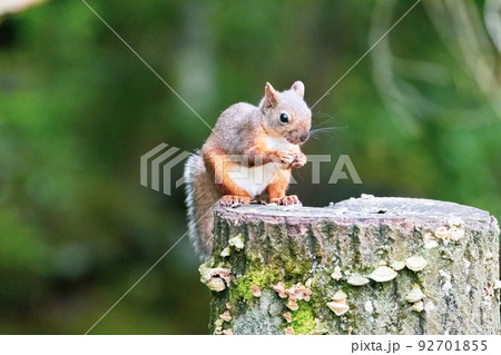 餌を食べる野生のリス 92701855