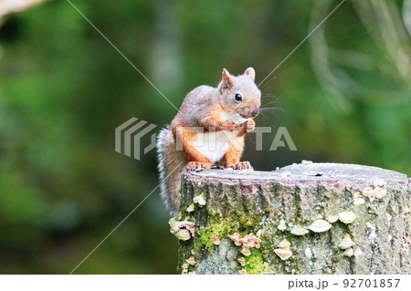 餌を食べる野生のリス 92701857