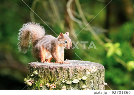 餌を食べる野生のリス 92701860