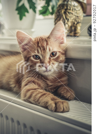 ginger kitten with amber eyes ginger kitten with amber eyes 92702017