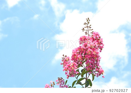 サルスベリ（百日紅） 92702027