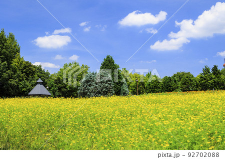 馬見丘陵公園　満開のひまわりと夏の花々 92702088