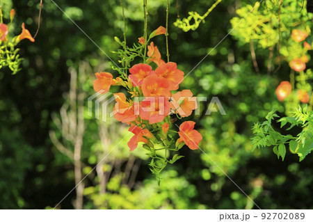 馬見丘陵公園　満開のひまわりと夏の花々 92702089