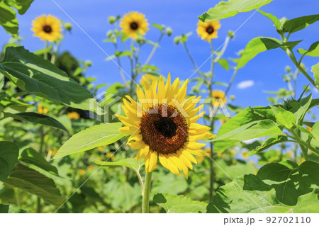 馬見丘陵公園　満開のひまわりと夏の花々 92702110