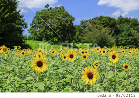 馬見丘陵公園 満開のひまわりと夏の花々 馬見丘陵公園 満開のひまわりと夏の花々 92702115