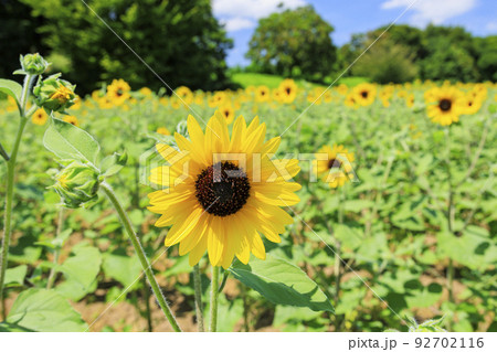 馬見丘陵公園 満開のひまわりと夏の花々 馬見丘陵公園 満開のひまわりと夏の花々 92702116