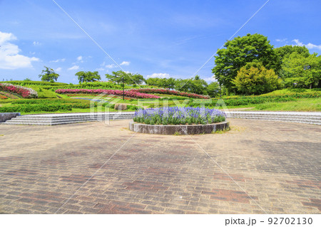 馬見丘陵公園 満開のひまわりと夏の花々 馬見丘陵公園 満開のひまわりと夏の花々 92702130