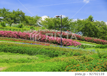 馬見丘陵公園　満開のひまわりと夏の花々 92702139