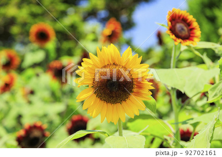馬見丘陵公園　満開のひまわりと夏の花々 92702161