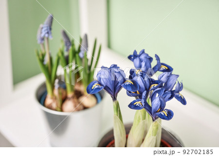 Muscari flowers and mini iris Muscari flowers and mini iris 92702185