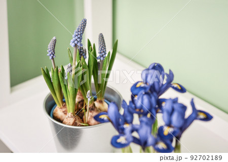 Muscari flowers and mini iris 92702189
