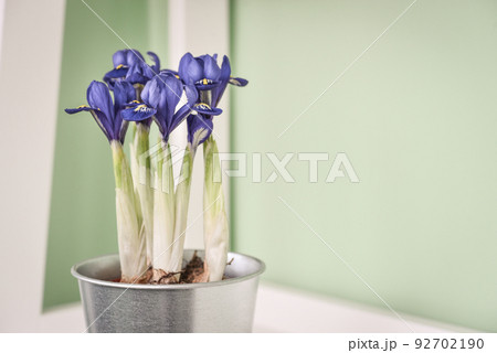 Mini iris flowers in a pot 92702190