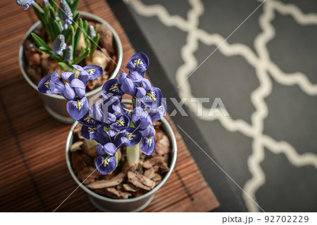 Muscari flowers and mini iris 92702229