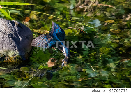 盛夏　水辺のカワセミ 92702735