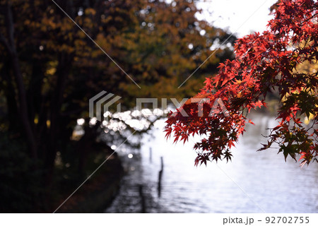 石神井公園の紅葉 石神井公園の紅葉 92702755